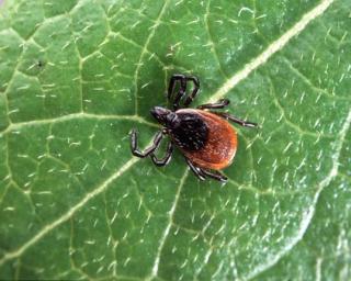 blast_tick